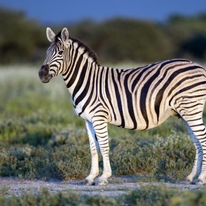 Equus_quagga_burchellii_-_Etosha,_2014